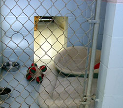 Interior of kennel looking through to 5x20 outdoor covered run
